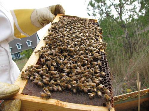 HoneyBees by D.Broberg