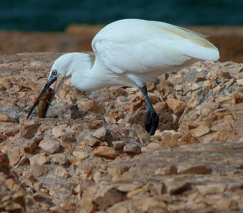 21-10-2011-egret-eating-fish