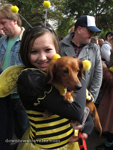 Tompkins Park Halloween Dog Parade_Dachshund in Bumble Bee costume
