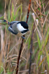 Chickadee DSC_5158 by Mully410 * Images