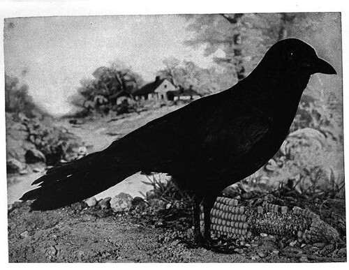 Crow from Nature Neighbors - Audubon Magazine 1914