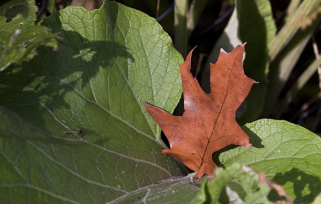 sheltered oak leaf