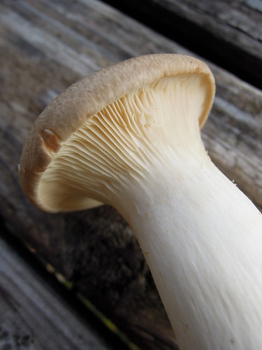 Trumpet Royale Mushrooms
