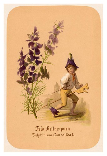 012-Espuela de caballero-Illustrirtes Kräuterbuch –Aquarelle- 1870-Adolf Schroedter