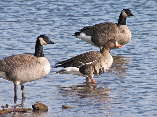 Greater White-fronted Goose at White Oak Park in Bloomington, IL 02