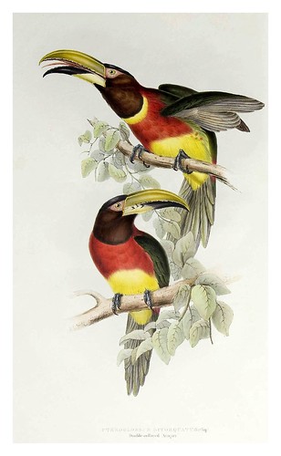 002- Araçari de doble collar-A monograph of the Ramphastidae or family of Toucans-1834- John Gould