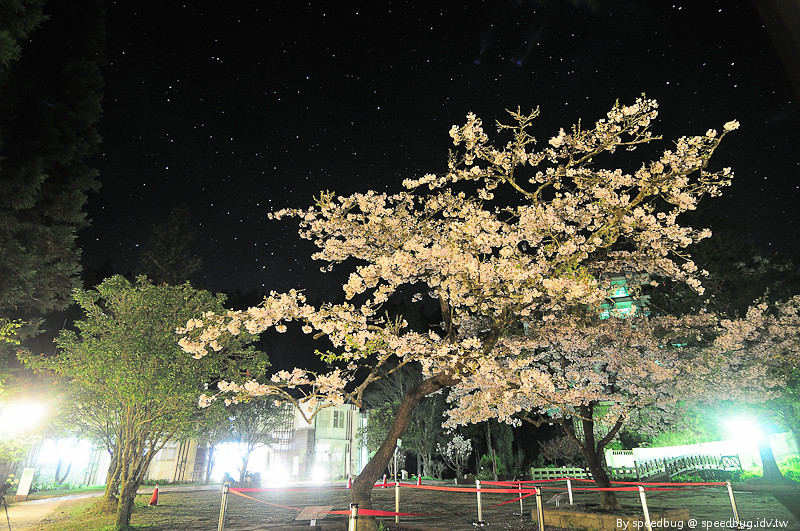 阿里山櫻花季5