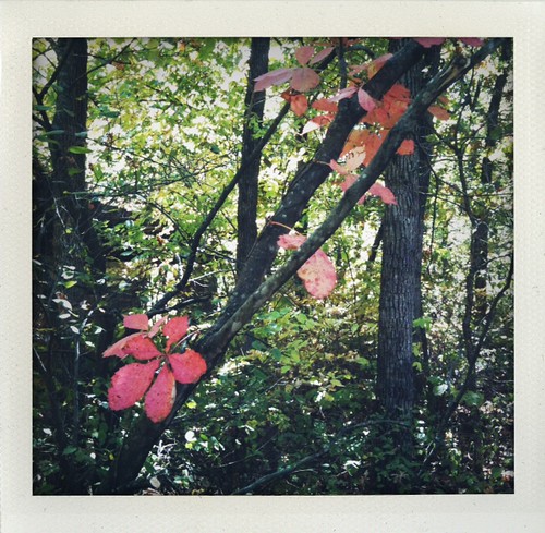 signs of fall