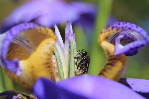 A abelha desempenhando seu papel no milagre da multiplicação das flores