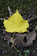 秋色 / Autumn leaf  