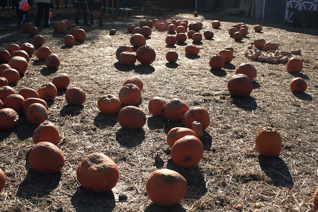 shadows in the pumpkin patch