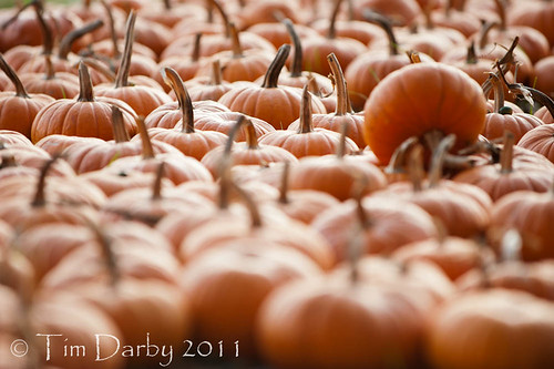 2011-10-19 - Pumpkin Patch-313