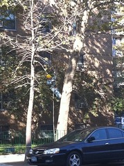 Tree Climber on Avenue A