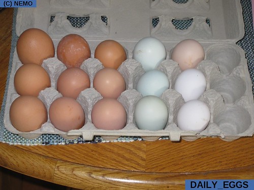 daily_eggs