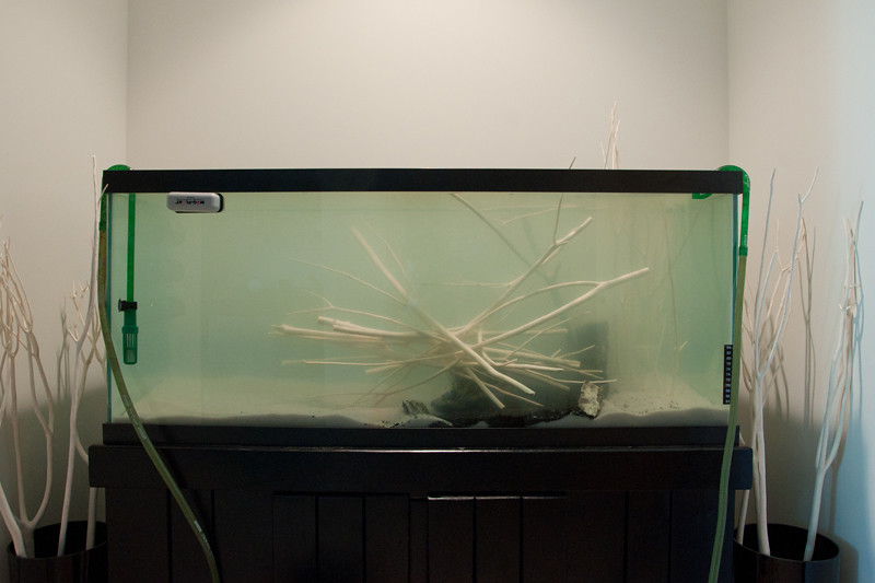 75G - Hanzomori The Forest of Hanzo - a minimalist tank - 11.18 update -  EGGS!!!, Page 2