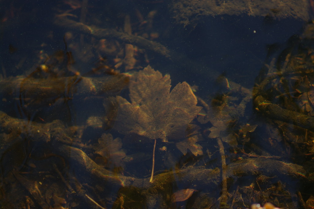 leaf under water, Haagse Bos