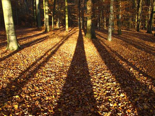 Big shadows in the autumn forest by Habub3