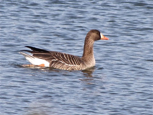 Greater White-fronted Goose at White Oak Park in Bloomington, IL 01