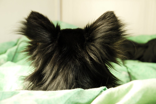 The back of my dog's head by maximegomez