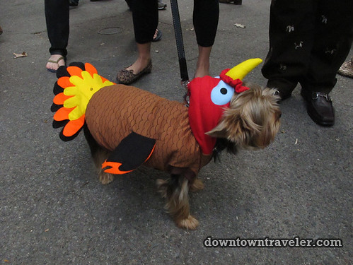 Tompkins Park Halloween Dog Parade_Yorkie in turkey costume