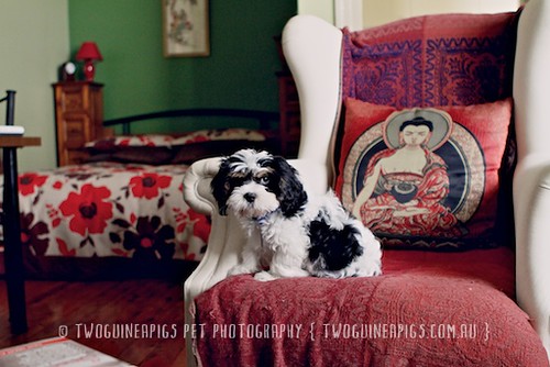 Bernard the King the cavamalt 3 month old puppy by twoguineapigs pet photography.