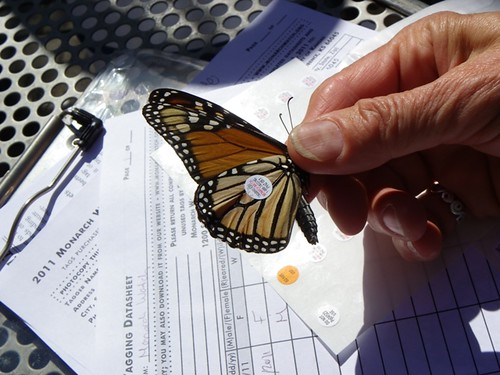 monarch tag