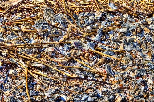 Sea Shells and Dry Reeds