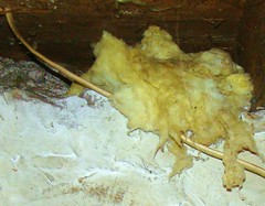 Insulation, ripped up?