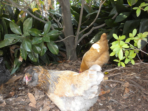 Garden District chickens