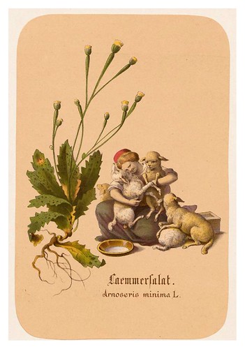 015-Lechugas de cordero-Illustrirtes Kräuterbuch –Aquarelle- 1870-Adolf Schroedter