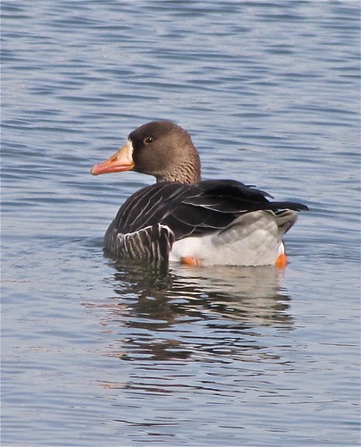 Greater White-fronted Goose at White Oak Park in Bloomington, IL 17
