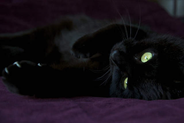 black cat purple bed VIII
