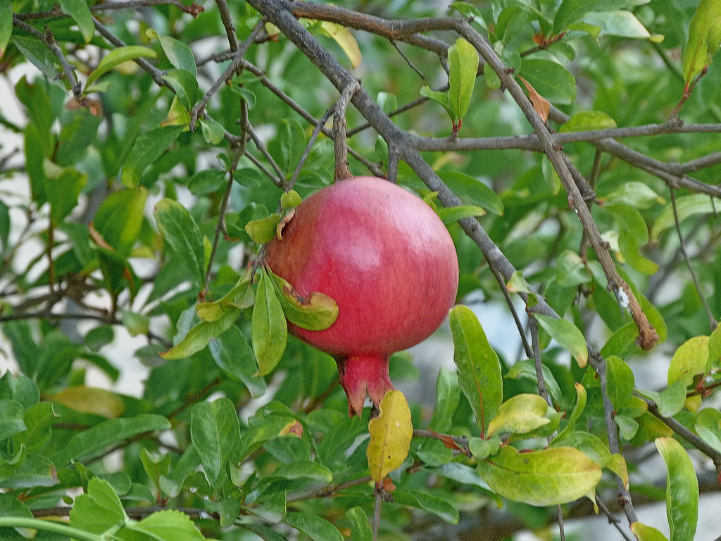 01-10-2011-fruit-pomegranate-on-tree