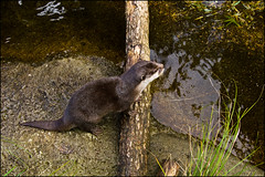 Auckland Zoo - Otter
