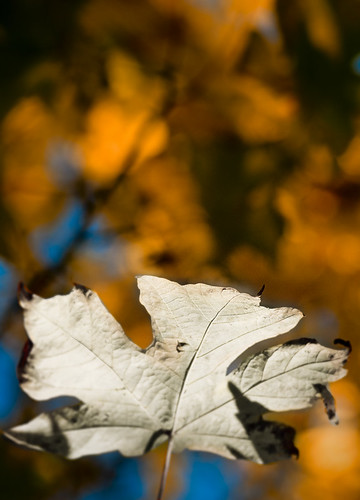 Leaf  by petetaylor
