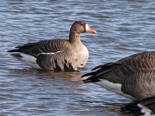 Greater White-fronted Goose at White Oak Park in Bloomington, IL 08