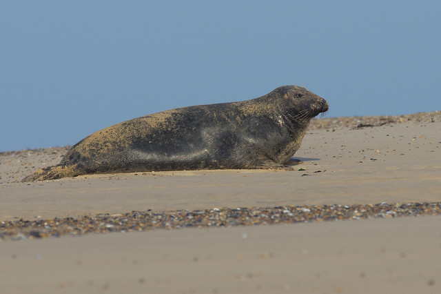 blakeney grey seal on sand bank 3