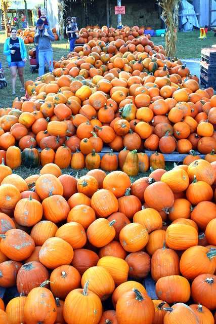 Walden Farm: Pumpkins and more pumpkins
