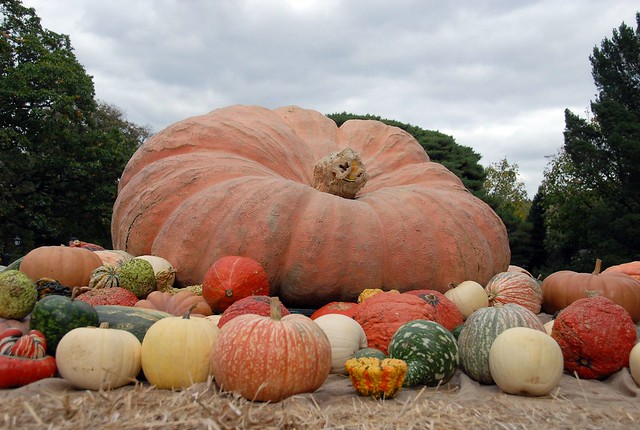 Worlds Heaviest Pumpkin
