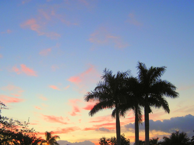 Royal Palms at sunrise 20111026