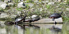 Parc de la Riviere-des-Mille-Îles, 11 September 11, turtles