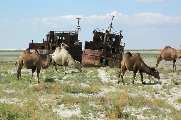 aral-sea-llamas-ship-story-picture_16957_600x450