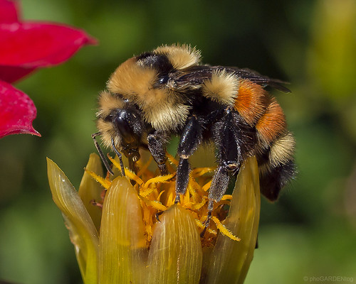 Mr. Bumble by phoGARDENtog