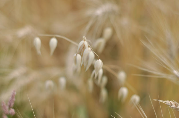 wheat-up-close