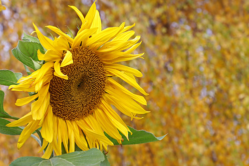 An Autumn Sunflower  ~Explored~