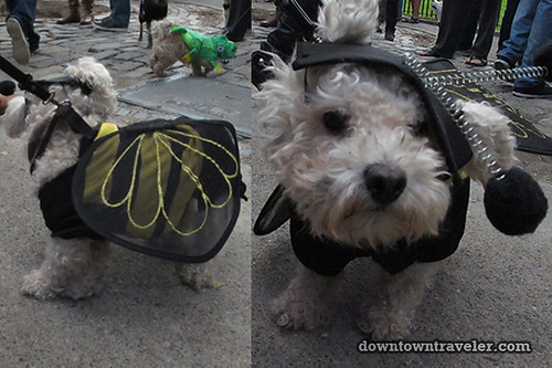Tompkins Park Halloween Dog Parade_Dog in bumblebee costume