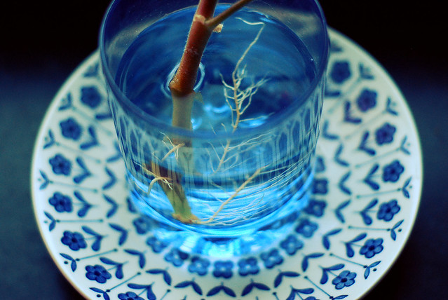blue water glass