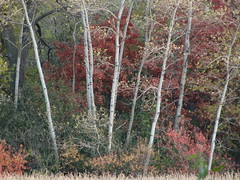 Fall (10-26-2011) Birch Trees