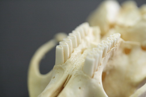 Animal Teeth Detail