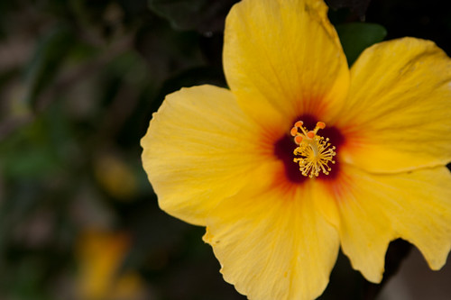 hawaii flower 6